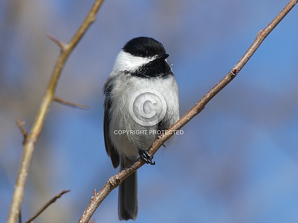 Chickadee in Quince Chickadee in Quince