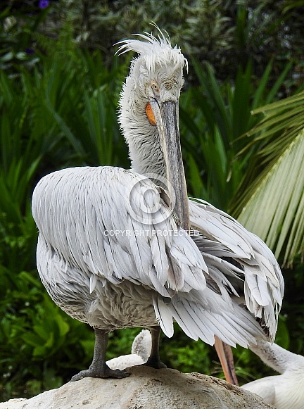 Dalmatian Pelican Dalmatian Pelican
