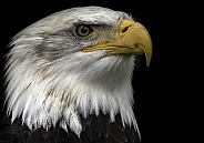 Bald Eagle Close Up