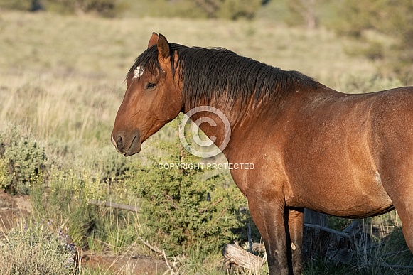 Wild Mustang