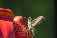 Hummingbird and the Red Fountain