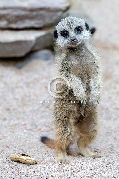 Meerkat (Suricata suricatta)