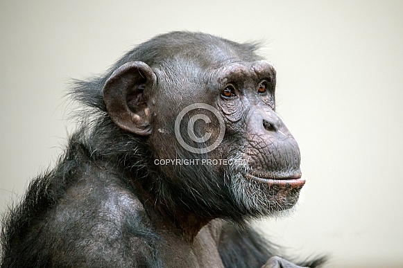 Chimpanzee (Pan troglodytes) Chimpanzee (Pan troglodytes)