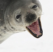 Weddell Seal - Antarctica