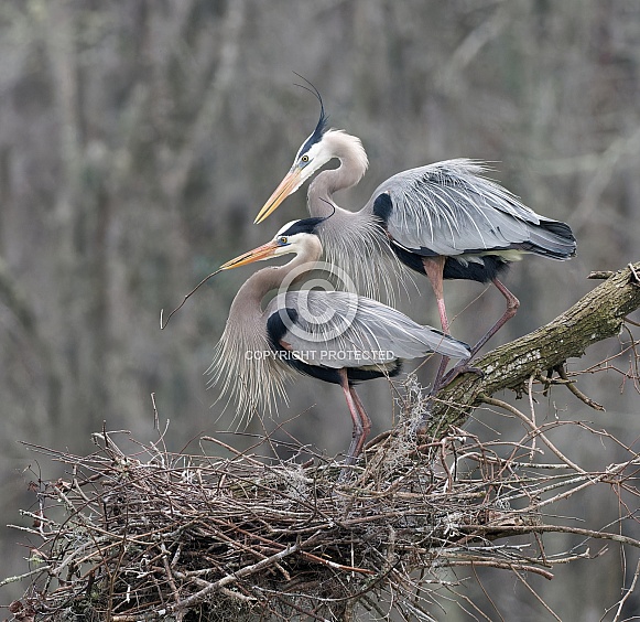 Great Blue Heron