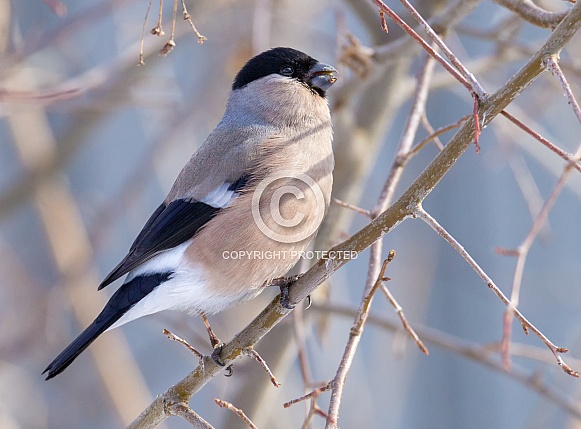 Bullfinch Bullfinch