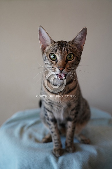 Savannah Cat Savannah Cat