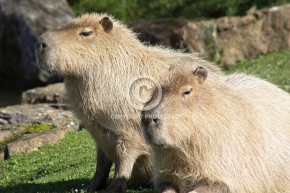 Capybara