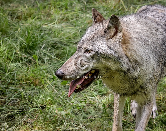 Tundra Grey Wolf Tundra Grey Wolf