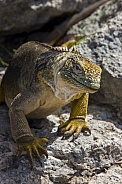 Land Iguana - Galapagos Islands - Ecuador