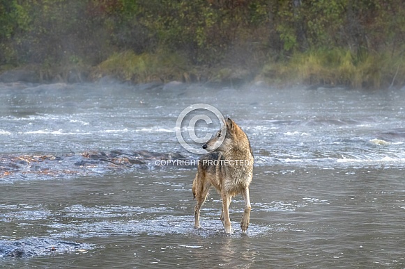 Grey Wolf Grey Wolf