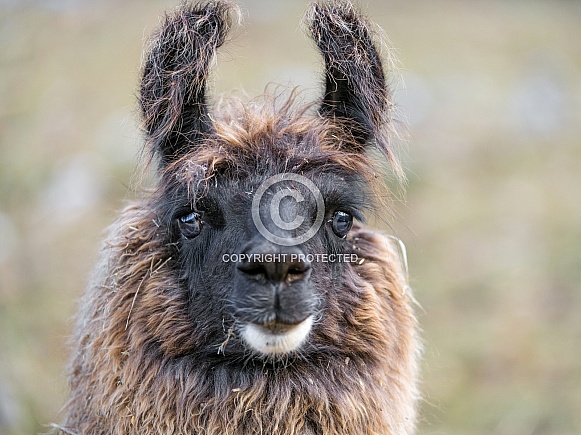 Brown Llama