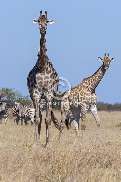 Giraffe - Savuti region of Botswana Giraffe - Savuti region of Botswana