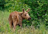 Moose calf looking over her shoulder