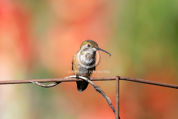 Hummingbirds--Rufous Hummingbirds--Rufous