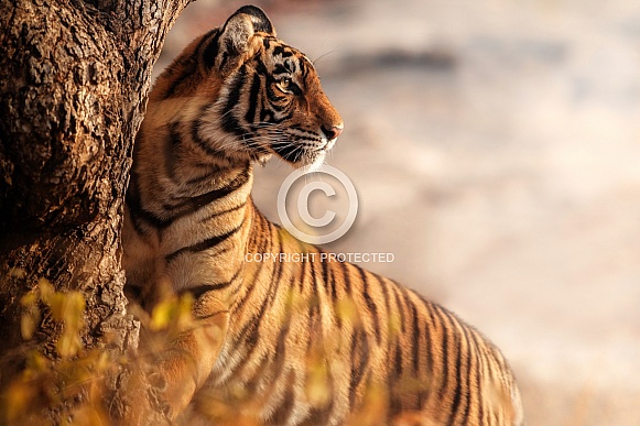 Beautiful tiger in the nature habitat. Tiger pose in amazing light. Wildlife scene with wild animal. Indian wildlife. Indian tiger. Panthera tigris tigris.