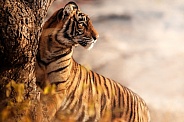 Beautiful tiger in the nature habitat. Tiger pose in amazing light. Wildlife scene with wild animal. Indian wildlife. Indian tiger. Panthera tigris tigris.