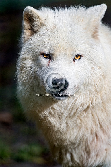 Polar Wolf Polar Wolf