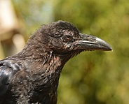 Raven