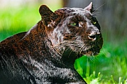 Portrait of black leopard