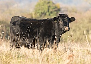 Aberdeen Angus Cow