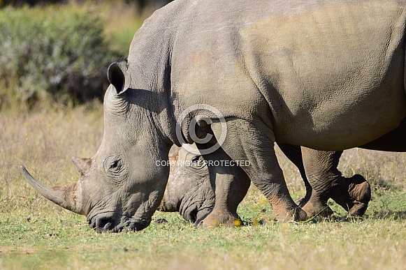 Rhino