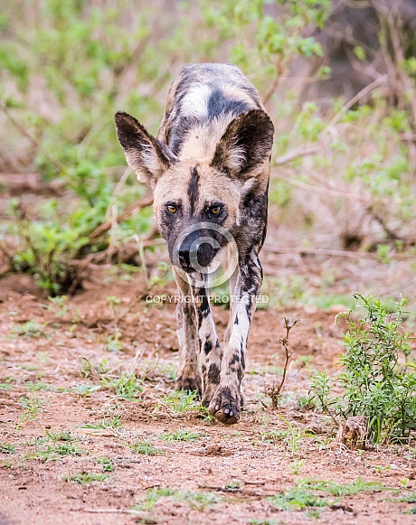 African Wild Dog African Wild Dog