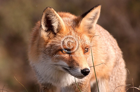Red Fox Red Fox