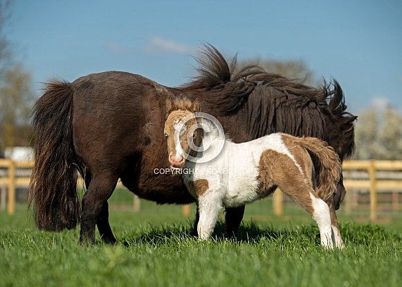 Miniature Horse Foal with Dam Miniature Horse Foal with Dam