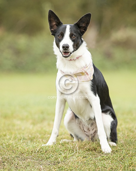 Black and White Border Collie