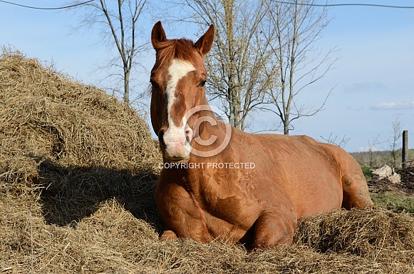 American Quarter Horse