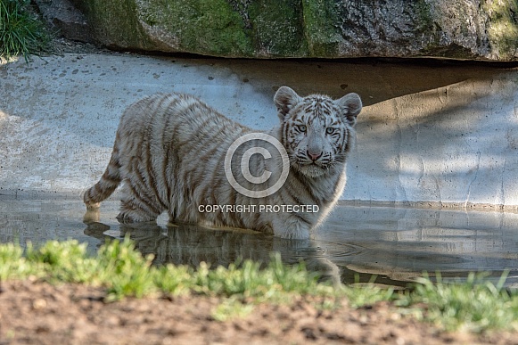 white Tiger