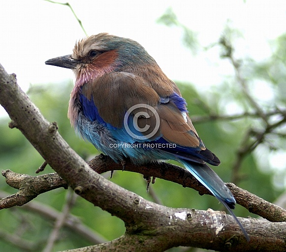 Lilac Breasted Roller Lilac Breasted Roller