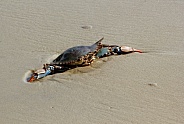 Female Blue Crab