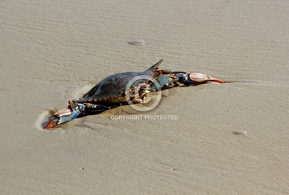Female Blue Crab