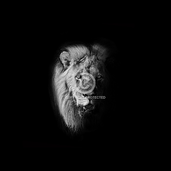 Male Lion