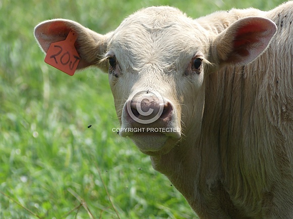 Calf