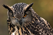 Eurasian Eagle Owl