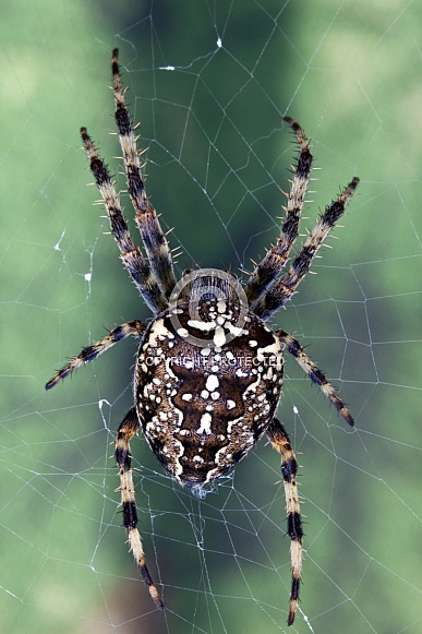 Spiders (order Araneae) - air-breathing arthropods