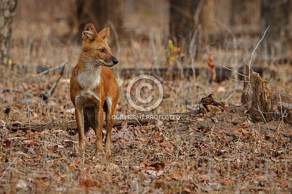 Indian wild dog pose in the nature habitat