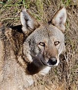 Red Wolf