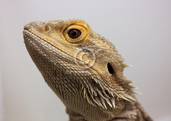Bearded Dragon portrait