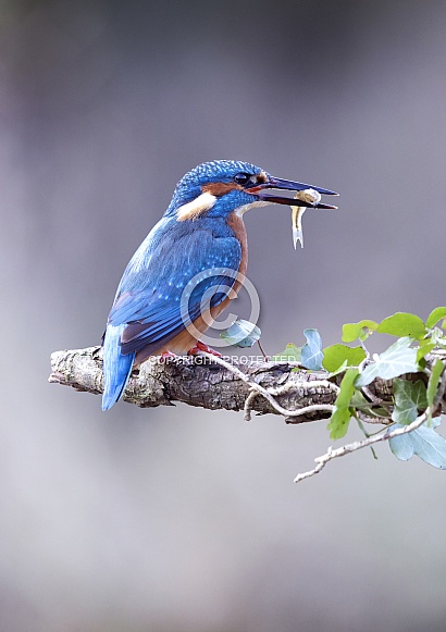 Common Kingfisher