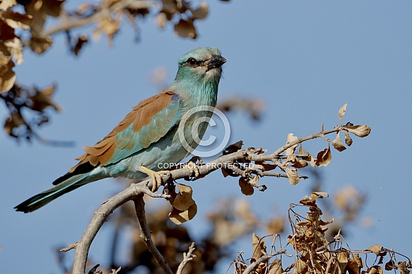 European Roller