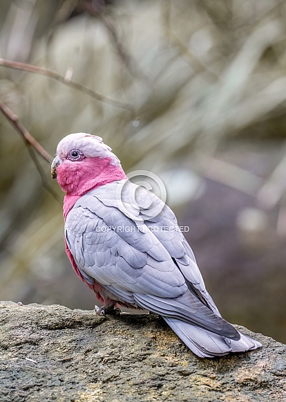 Galah