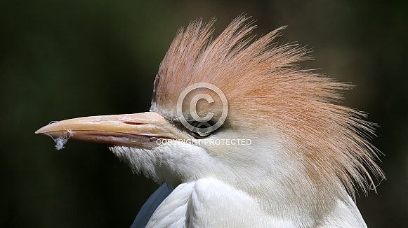 Western cattle egret (Bubulcus ibis)