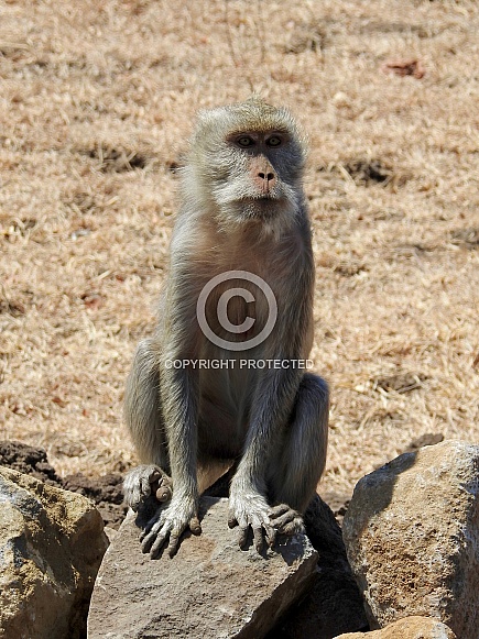 Long-tailed Macaque