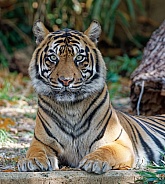 Bengal Tiger