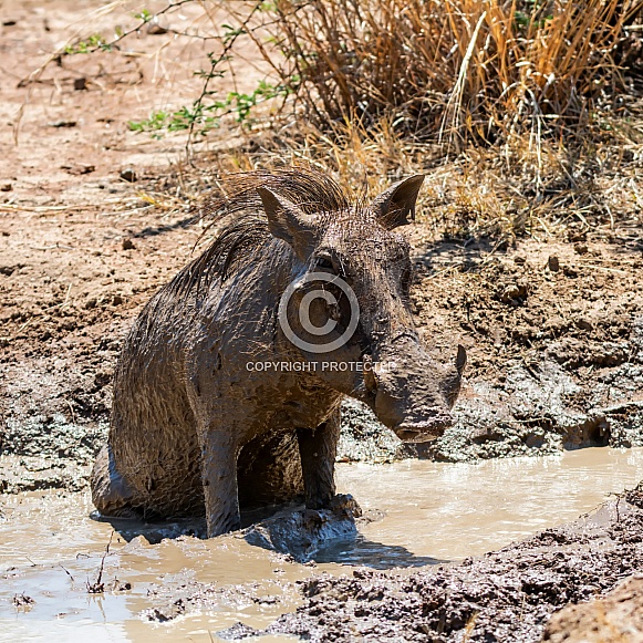 Warthog Warthog