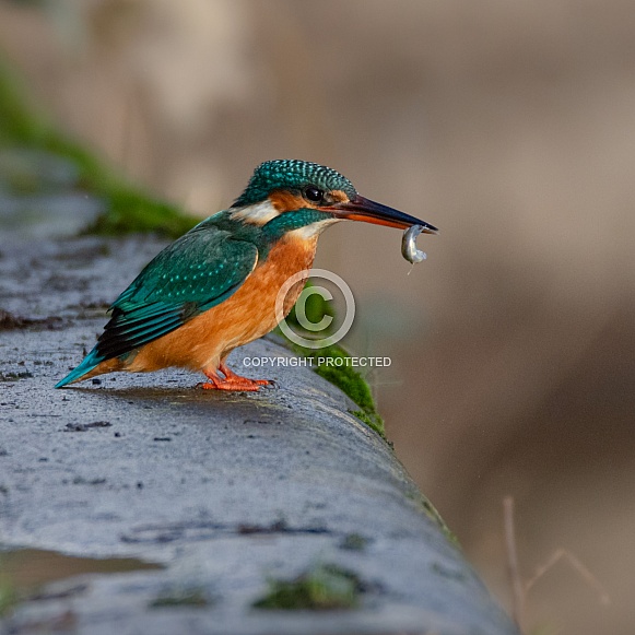 Female Kingfisher Female Kingfisher